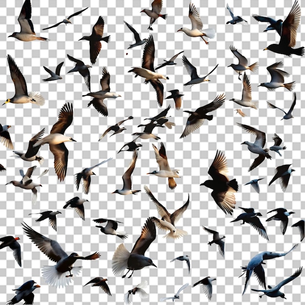 PSD flock of flying birds on transparent background