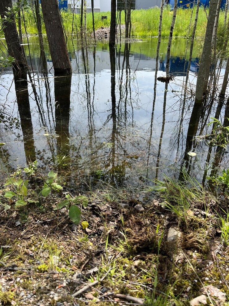 PSD flooded forest with trees reflected in still water