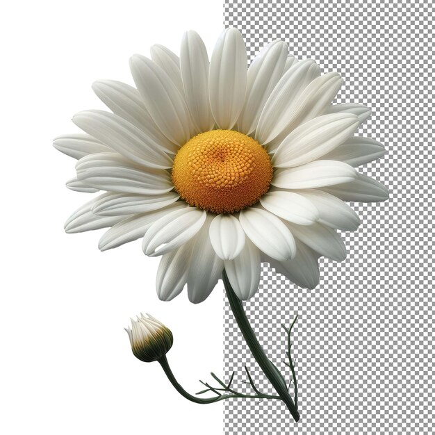 PSD floral elegance explore the beauty of isolated realistic flower photography
