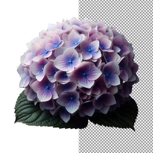 PSD eleganza floreale esplora la bellezza della fotografia di fiori realistici isolati