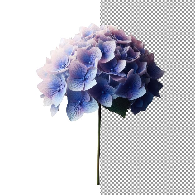 PSD eleganza floreale esplora la bellezza della fotografia di fiori realistici isolati