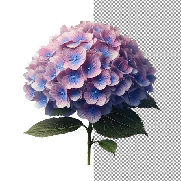 PSD Элегантность цветов исследуйте красоту изолированной реалистичной фотографии цветов