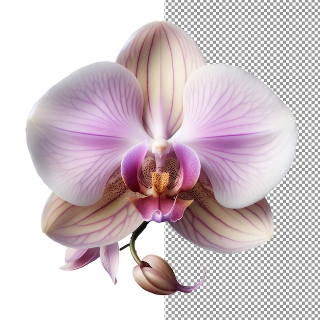 PSD Элегантность цветов исследуйте красоту изолированной реалистичной фотографии цветов