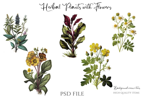 PSD 花のイラスト ヴィンテージ ハーブの黄色の花、紫とオレンジの花、高品質