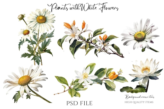 PSD floral illustrations vintage herbal yellow flowers purple and orange flowers high quality