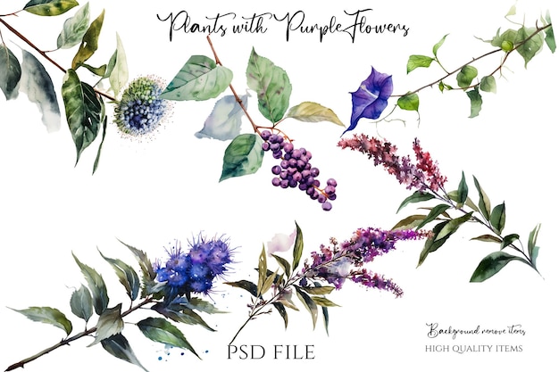 PSD illustrazioni floreali fiori gialli a base di erbe vintage fiori viola e arancioni alta qualità