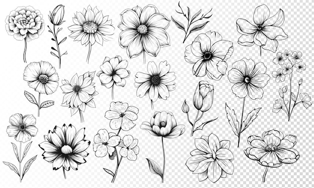 PSD floral line art illustration set collection