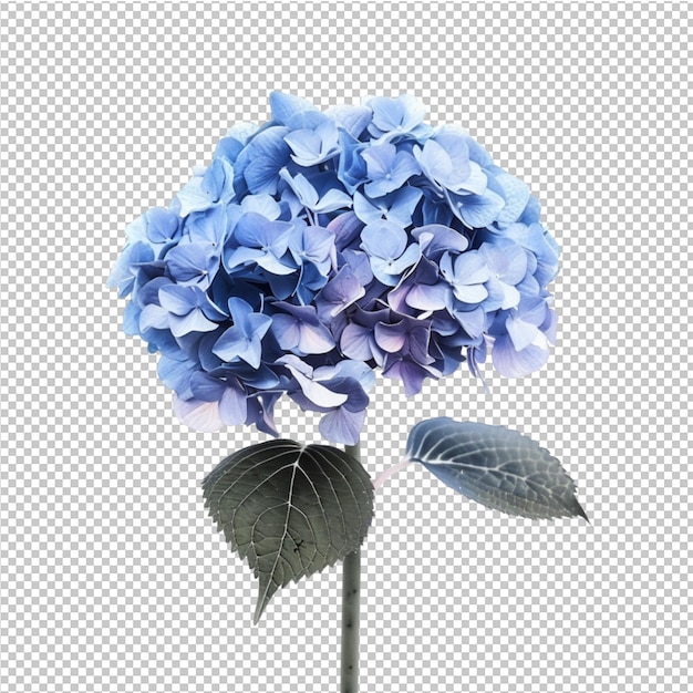 PSD floral png