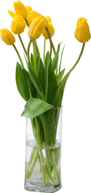 PSD flower cliparttulipanluteafreesiadeepredtuliptulip terrymay lilyplant nutritionpolianthes