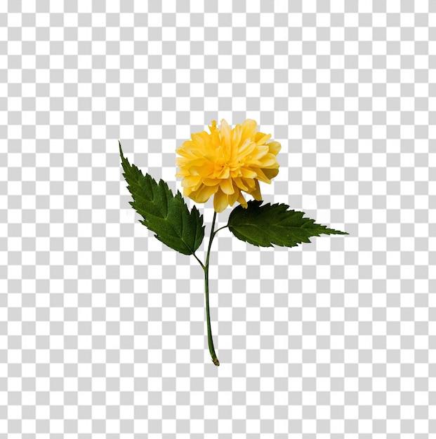 花,花,花, 花,花 花,花花,花花 花花 花花花花花