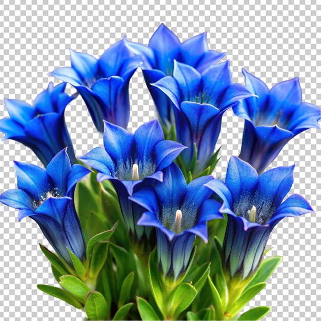 PSD flower head blue lily