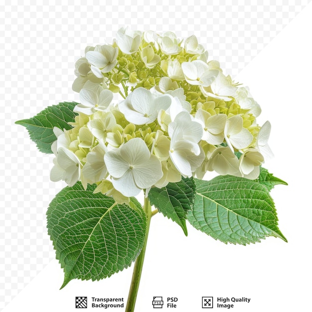 PSD flower of hydrangea closeup lat hydrangea paniculata isolated on white isolated background