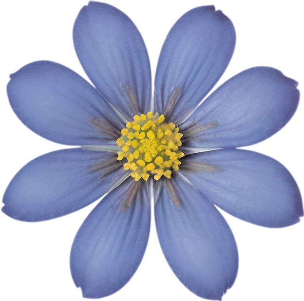 Icona di fiore primo piano di un'icona di fiori colorata carina