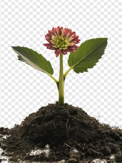 A flower is growing in the soil on a transparent background