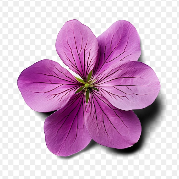 A flower is purple and has a green stem