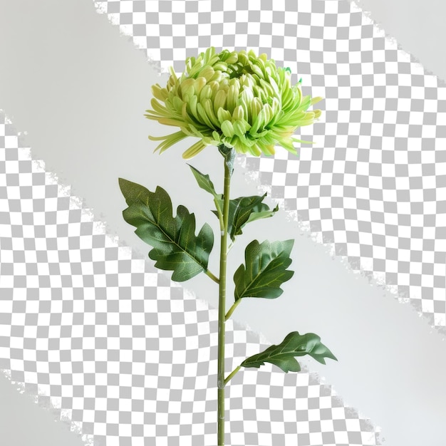 PSD a flower is shown on a checkered background