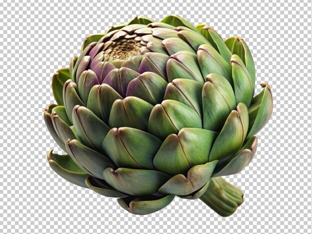 A flower is shown on a transparent background