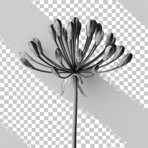 PSD a flower is shown on a white background with a black and white background