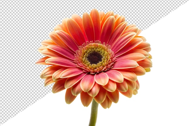 花の後ろにスクリーンが描かれています