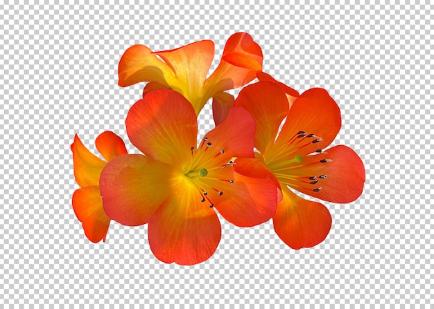 花色隔離透明背景 