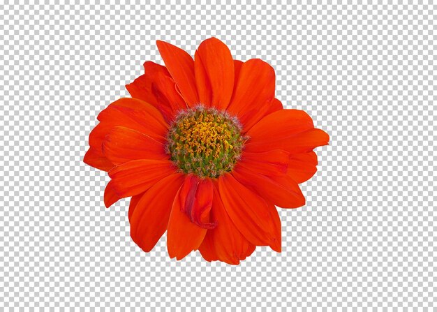 PSD flower isolated transparency background.