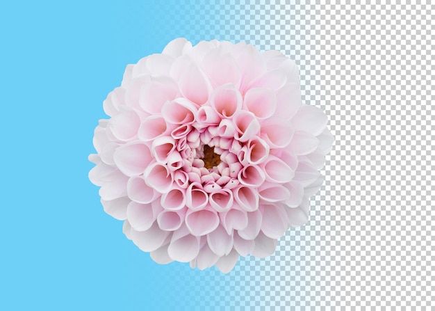 flower isolated transparency background.