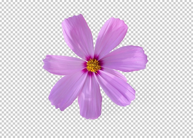 flower isolated transparency background.