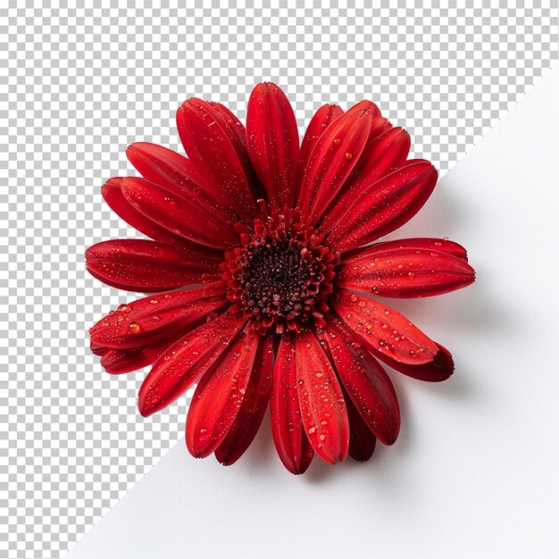 PSD flower isolated on transparent background