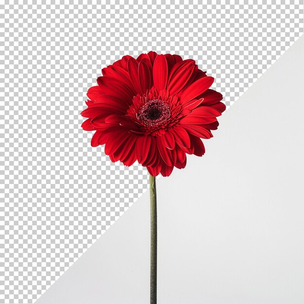 PSD flower isolated on transparent background