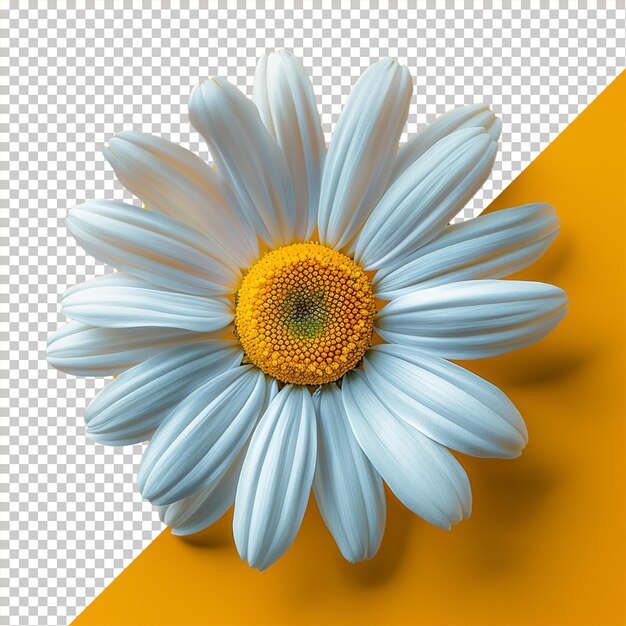 PSD flower isolated on transparent background