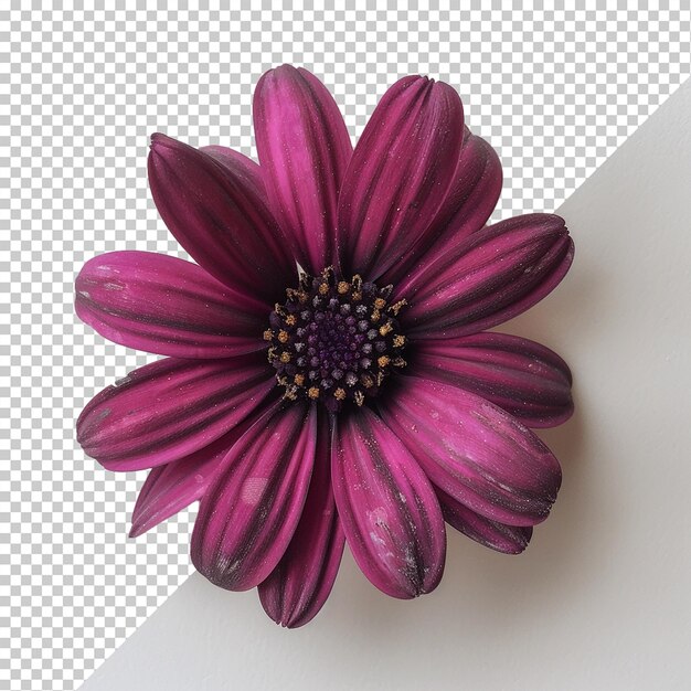 PSD flower isolated on transparent background