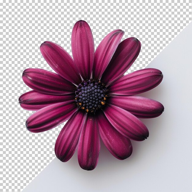 PSD flower isolated on transparent background