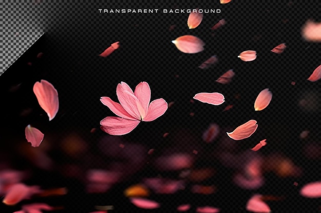 PSD flower leaf falling transparent overlay