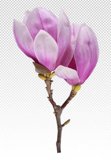 Un fiore di magnolia isolato in primavera