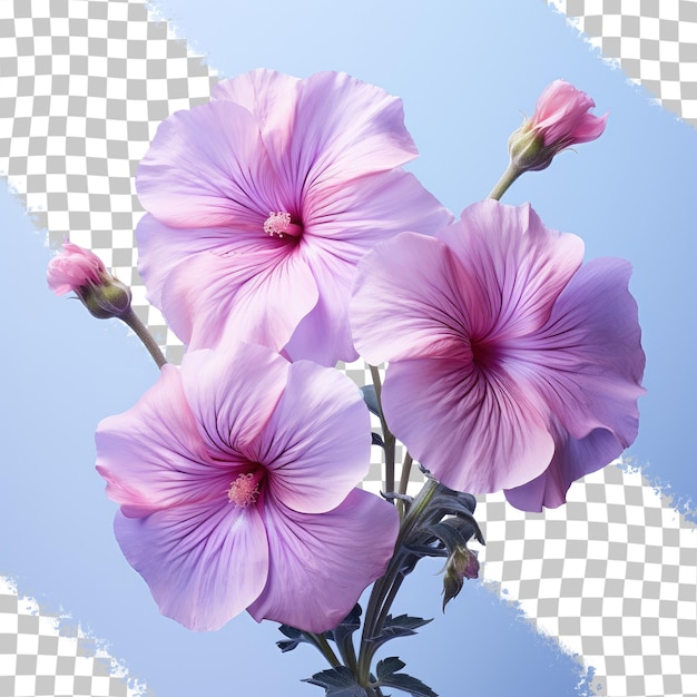 PSD flower name transparent background