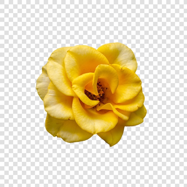 Flower object with transparent background psd