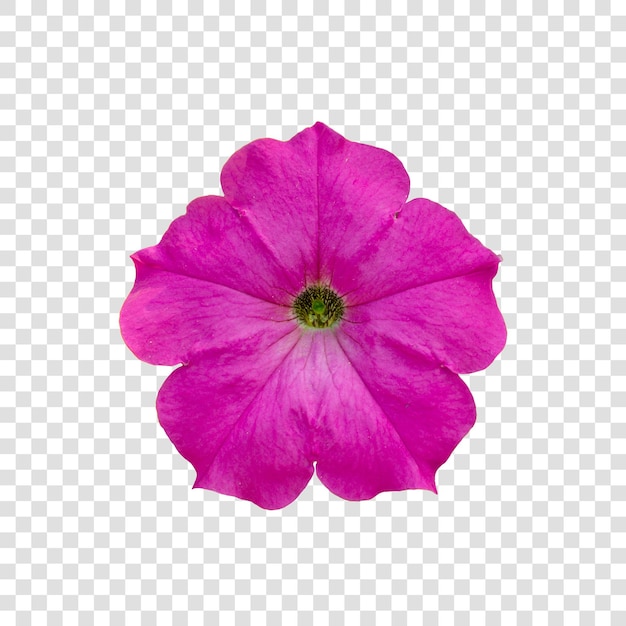 Flower object with transparent background psd