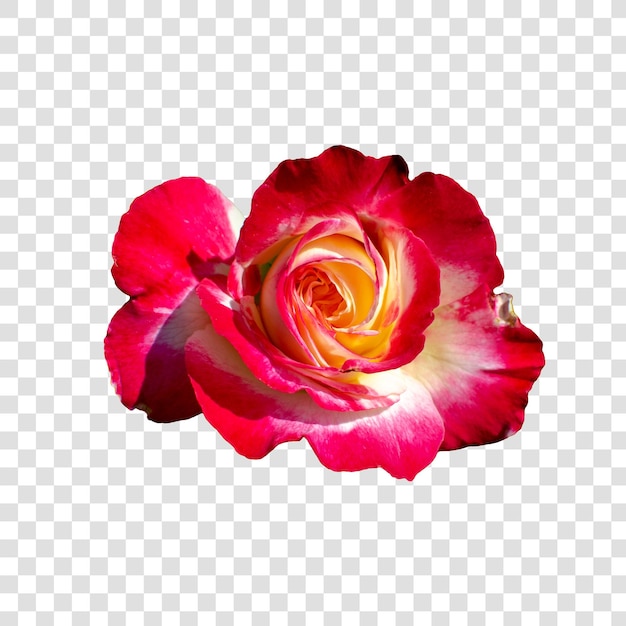 Flower object with transparent background psd