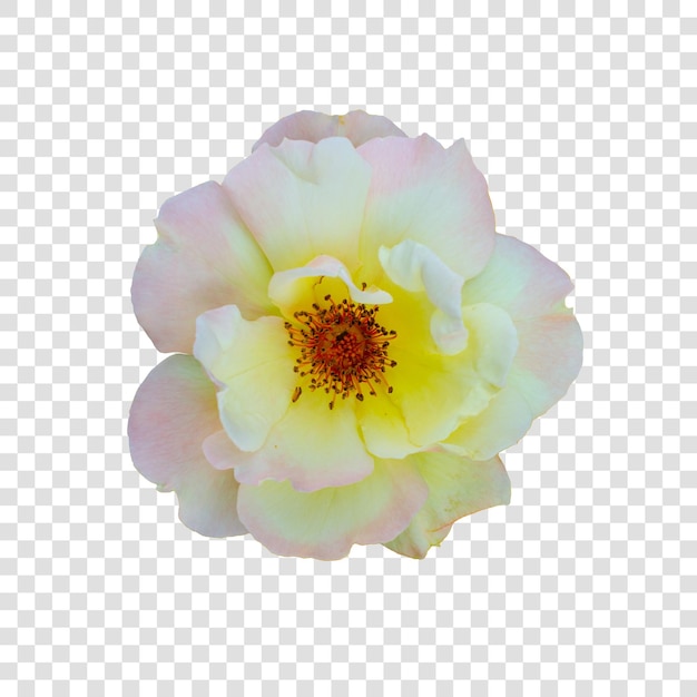 Flower object with transparent background psd