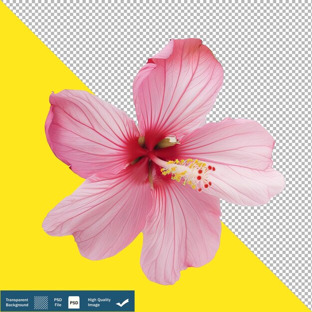 白い背景の花 透明な背景 png psd