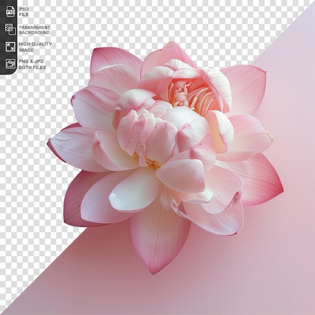PSD Цветок png изолирован на прозрачном фоне
