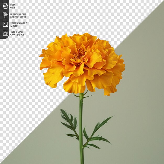 PSD flower png isolated on transparent background