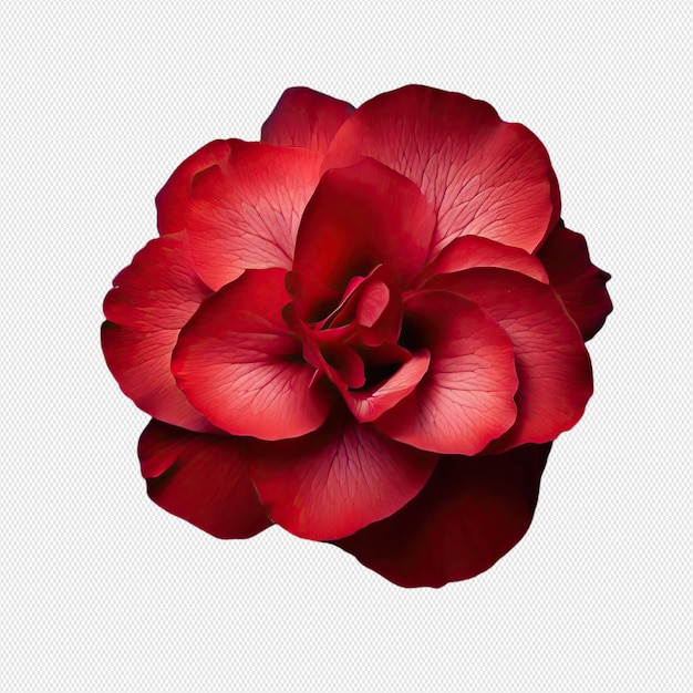 Flower png