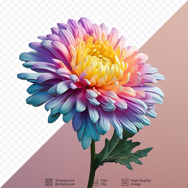 A flower that is called dahlia.