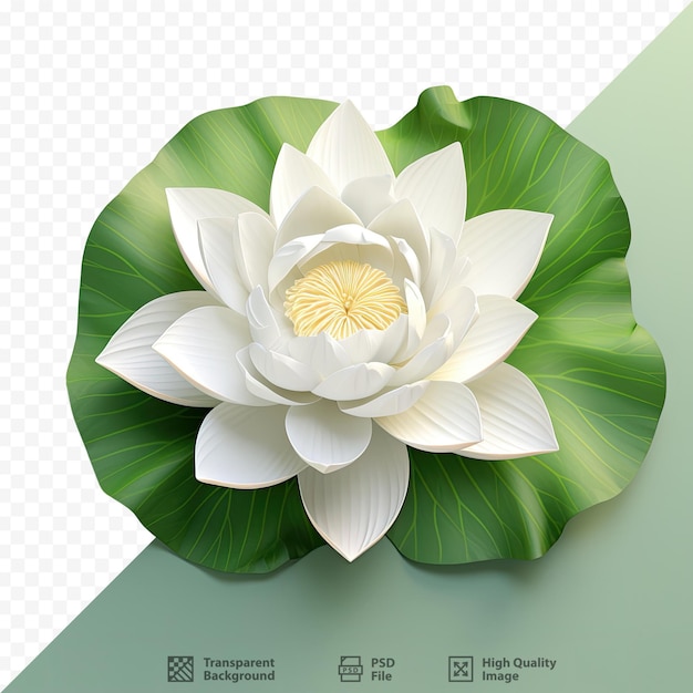 PSD un fiore che è fatto dalla compagnia di un fiore di loto.