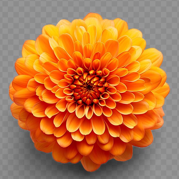 A flower that is orange with yellow petals