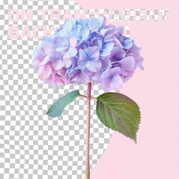 PSD a flower that is pink and blue