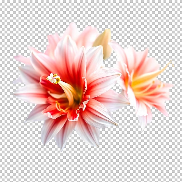 一朵粉红色和黄色的花