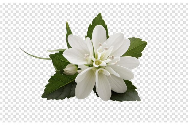 PSD un fiore bianco