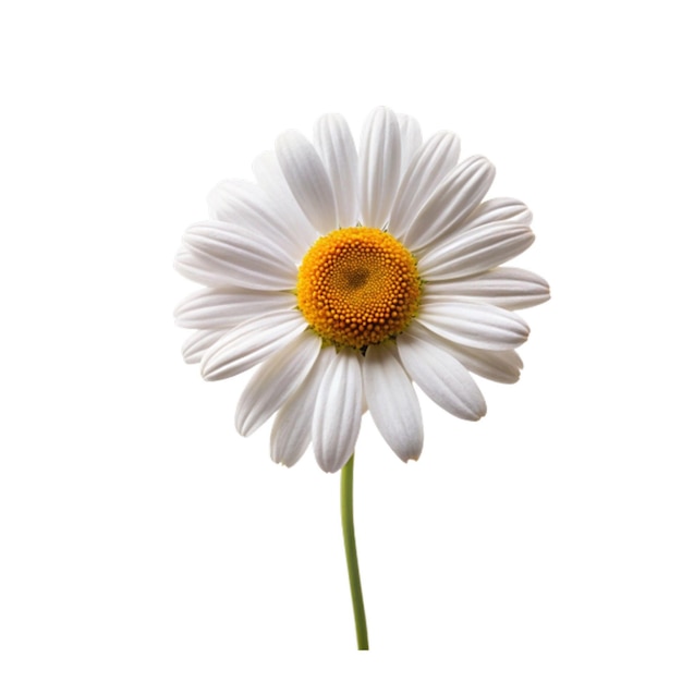 flower transparent photo